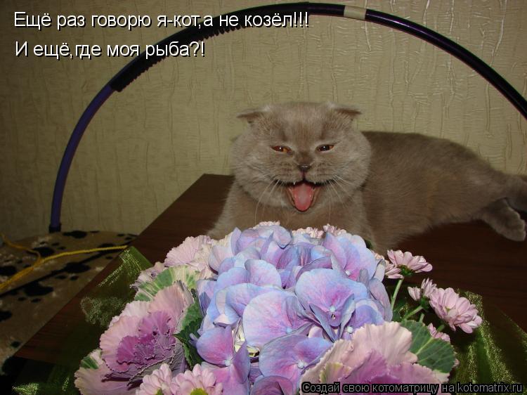 Котоматрица: И ещё,где моя рыба?! Ещё раз говорю я-кот,а не козёл!!!