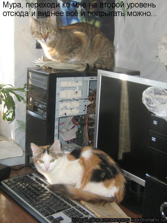 Котоматрица: Мура, переходи ко мне на второй уровень отсюда и виднее всё и попрыгать можно...