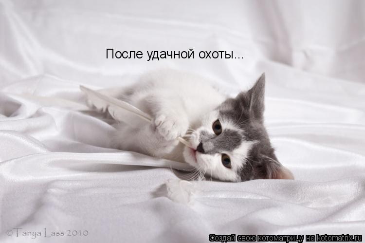 Котоматрица: После удачной охоты...