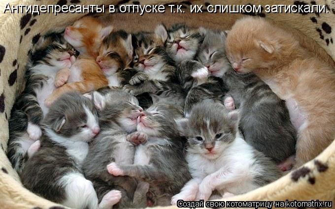Котоматрица: Антидепресанты в отпуске т.к. их слишком затискали.