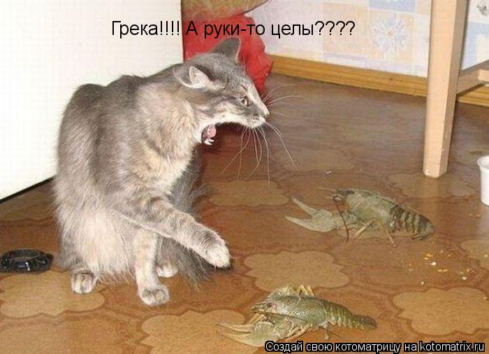 Грека!!!! А руки-то целы????... Котоматрица: Грека!!!! А руки-то целы????