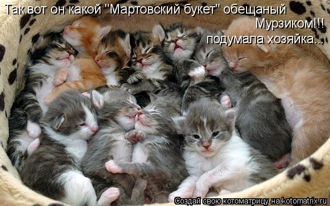 Котоматрица: Так вот он какой "Мартовский букет" обещаный  Мурзиком!!! подумала хозяйка...