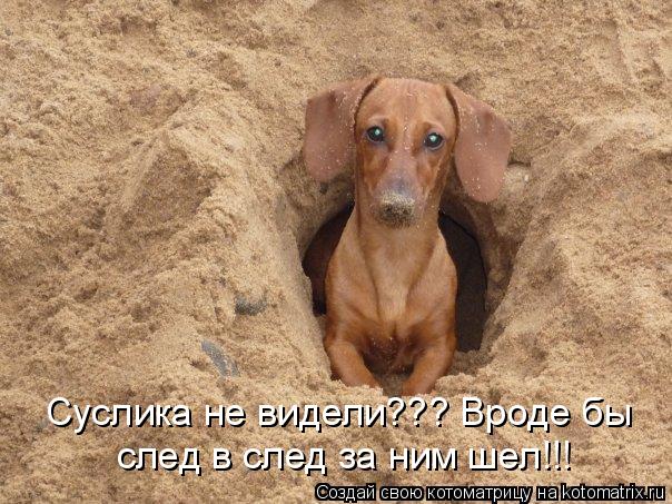 Котоматрица: Суслика не видели??? Вроде бы след в след за ним шел!!!