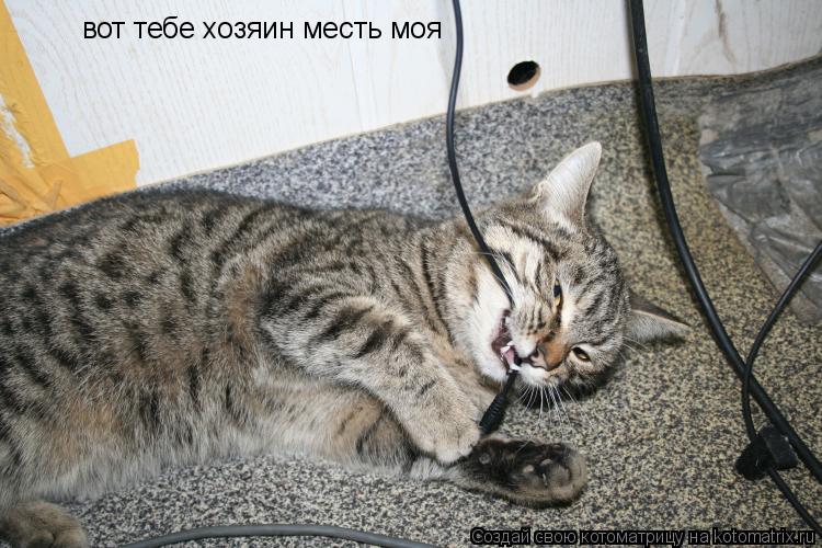 Котоматрица: вот тебе хозяин месть моя