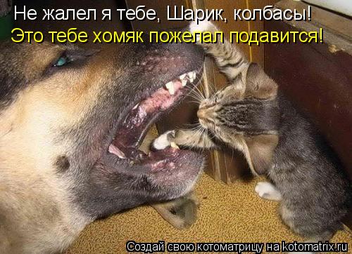 Это тебе хомяк пожелал подавится! Не жалел я тебе, Шарик, колбасы!... Котоматрица: Это тебе хомяк пожелал подавится! Не жалел я тебе, Шарик, колбасы!