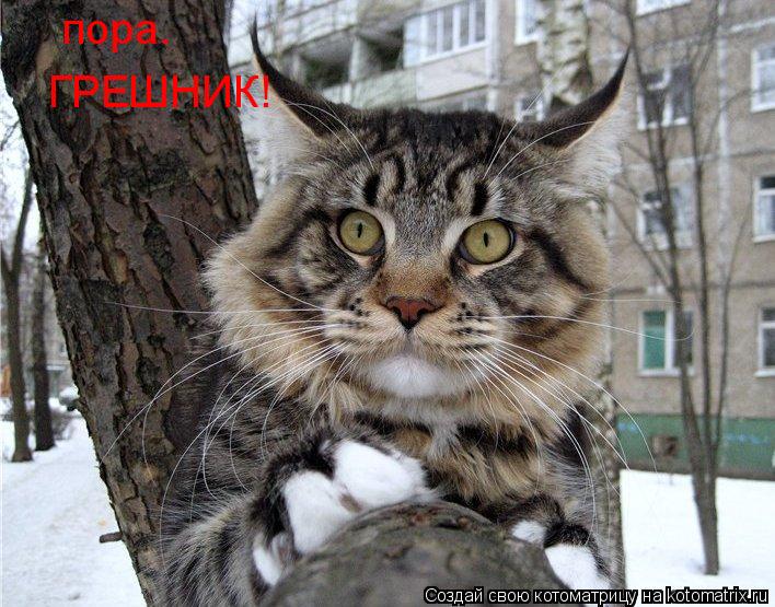 Котоматрица: пора. ГРЕШНИК!