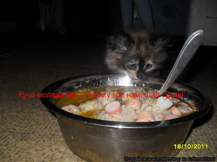 Котоматрица: Куча-молааа!Вот я Тузику всё намешал тудаа!