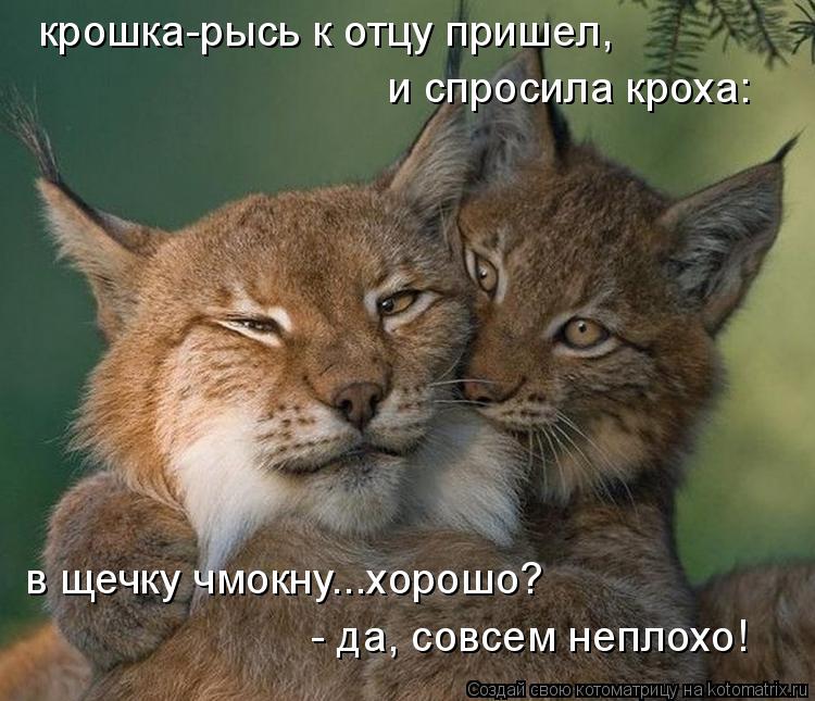 Котоматрица: крошка-рысь к отцу пришел, и спросила кроха: в щечку чмокну...хорошо? - да, совсем неплохо!
