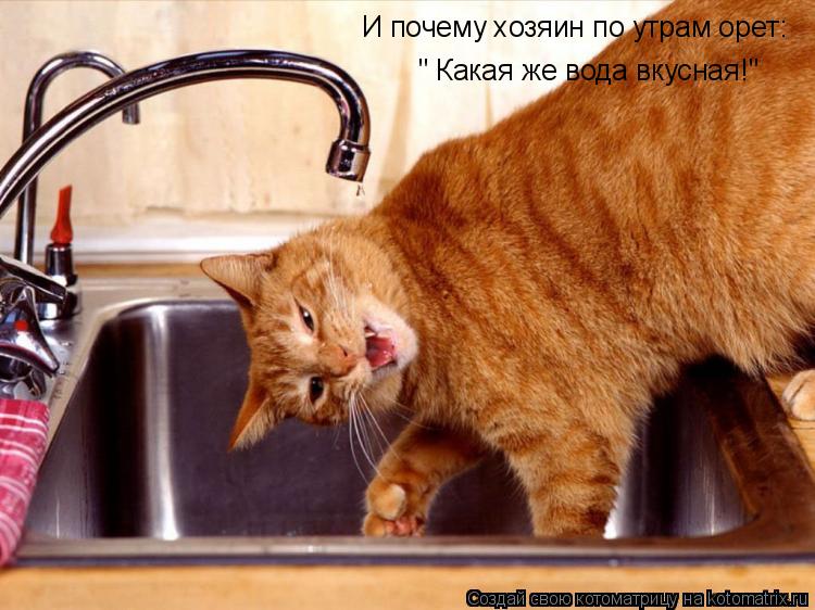 Котоматрица: И почему хозяин по утрам орет: " Какая же вода вкусная!"