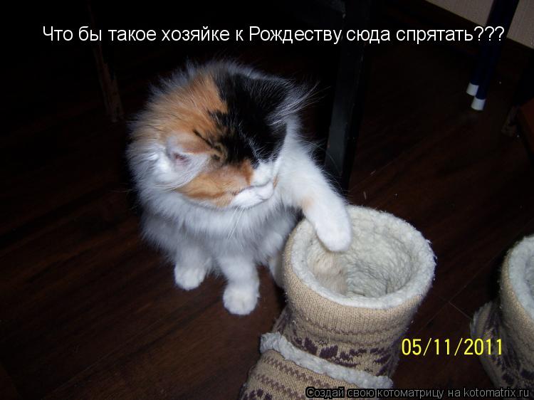 Котоматрица: Что бы такое хозяйке к Рождеству сюда спрятать???