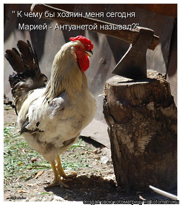 Котоматрица: " К чему бы хозяин меня сегодня  Марией - Антуанетой называл?"