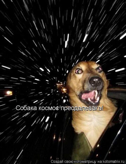 Котоматрица: Собака космос преодалевака!