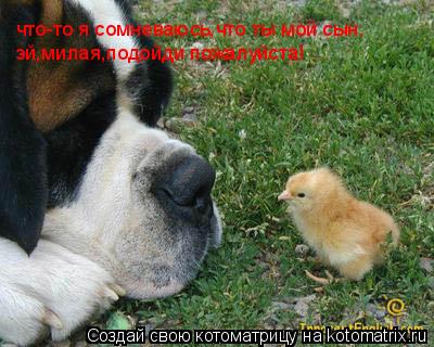 Котоматрица: что-то я сомневаюсь,что ты мой сын. эй,милая,подойди пожалуйста!
