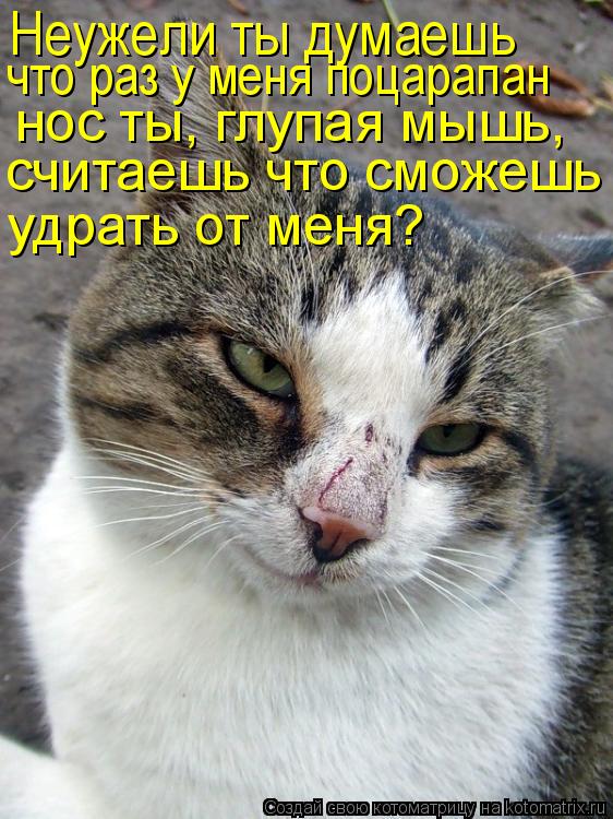 Котоматрица: Неужели ты думаешь что раз у меня поцарапан нос ты, глупая мышь, считаешь что сможешь удрать от меня?