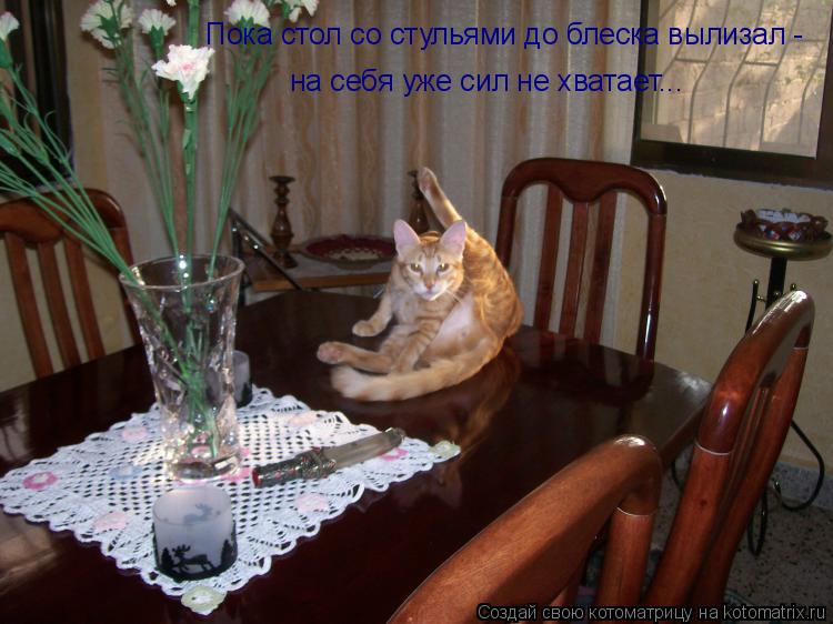 Пока стол со стульями до блеска вылизал - на себя уже сил не хватает...... Котоматрица: Пока стол со стульями до блеска вылизал - на себя уже сил не хватает...