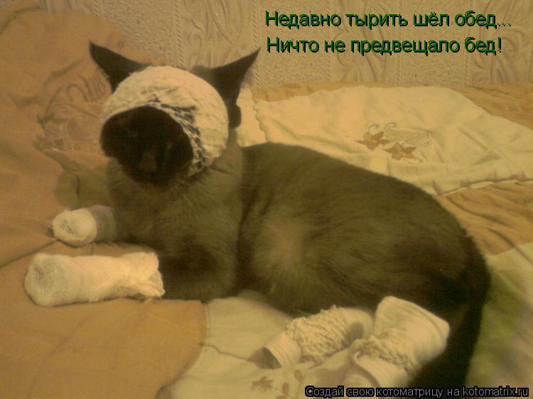 Котоматрица: Недавно тырить шёл обед... Ничто не предвещало бед!