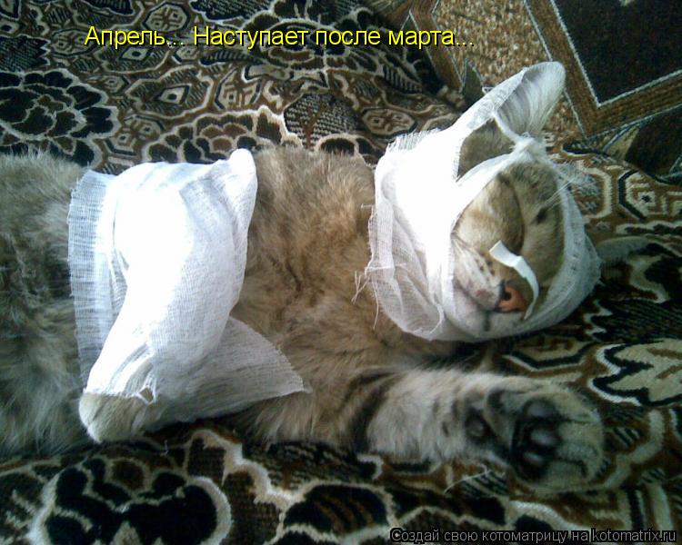 Апрель... Наступает после марта...... Котоматрица: Апрель... Наступает после марта...