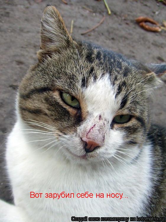 Котоматрица: Вот зарубил себе на носу...