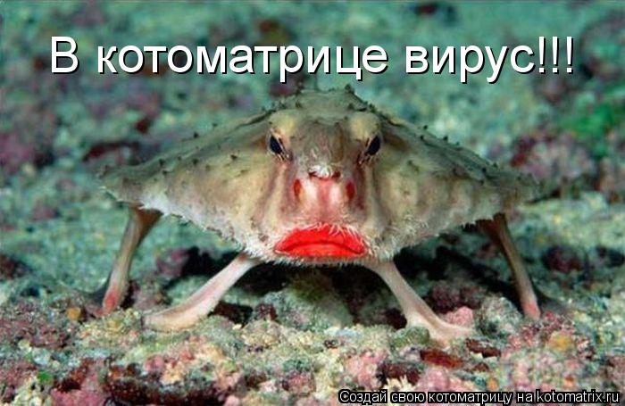 Котоматрица: В котоматрице вирус!!!