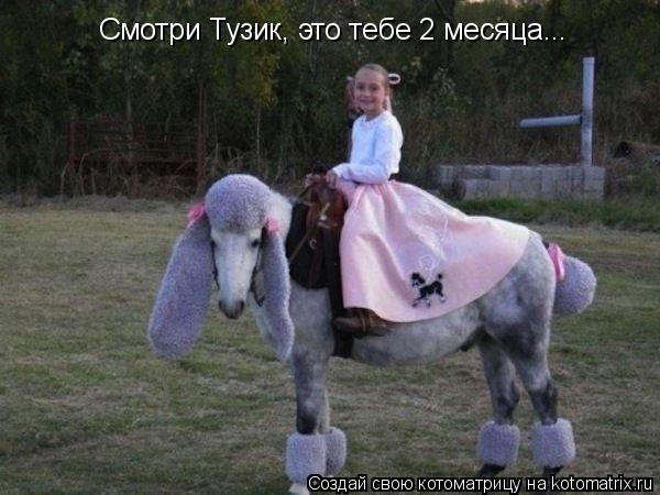 Котоматрица: Смотри Тузик, это тебе 2 месяца...