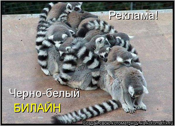Котоматрица: Реклама! Черно-белый БИЛАЙН