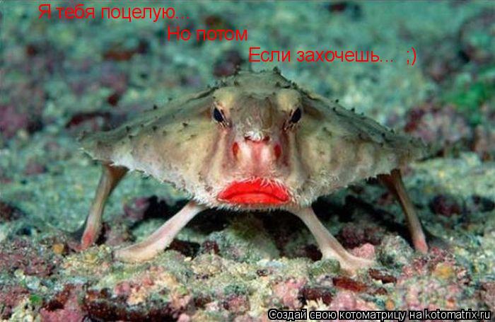 Котоматрица: Я тебя поцелую...  Но потом Если захочешь...  ;)