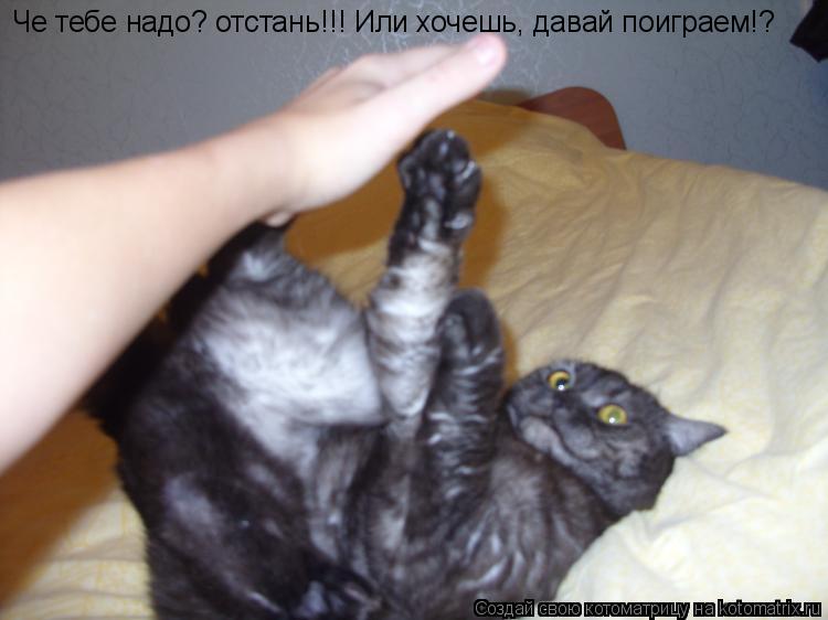 Котоматрица: Че тебе надо? отстань!!! Че тебе надо? отстань!!! Или хочешь, давай поиграем!?