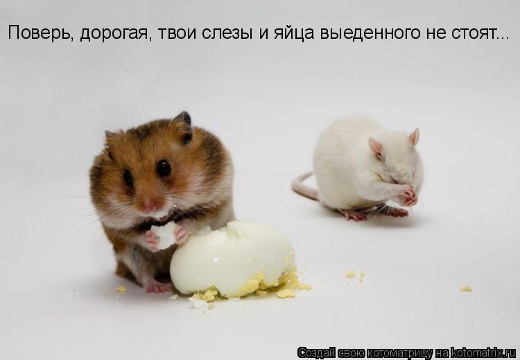 Поверь, дорогая, твои слезы и яйца выеденного не стоят...... Котоматрица: Поверь, дорогая, твои слезы и яйца выеденного не стоят...