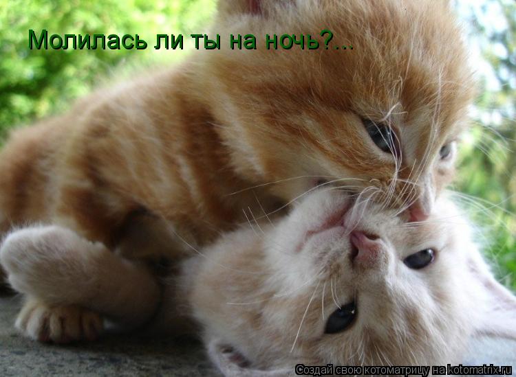 Котоматрица: Молилась ли ты на ночь?...