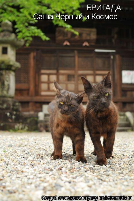 Котоматрица: БРИГАДА.... Саша Черный и Космос....