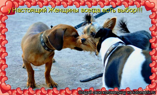 Котоматрица: у Настоящий Женщины всегда есть выбор!!!