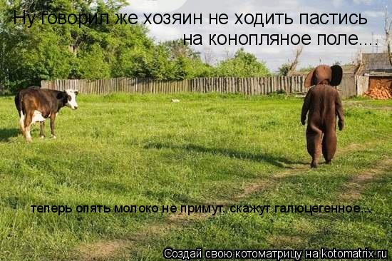 Котоматрица: Ну говорил же хозяин не ходить пастись на конопляное поле.... теперь опять молоко не примут, скажут галюцегенное...