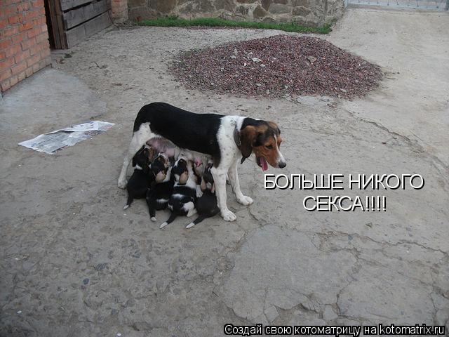Котоматрица: БОЛЬШЕ НИКОГО СЕКСА!!!!