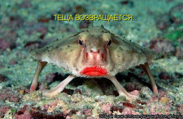 Котоматрица: ТЕЩА ВОЗВРАЩАЕТСЯ...