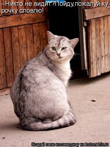 Котоматрица: --Никто не видит?Пойду,пожалуй,ку- рочку словлю!