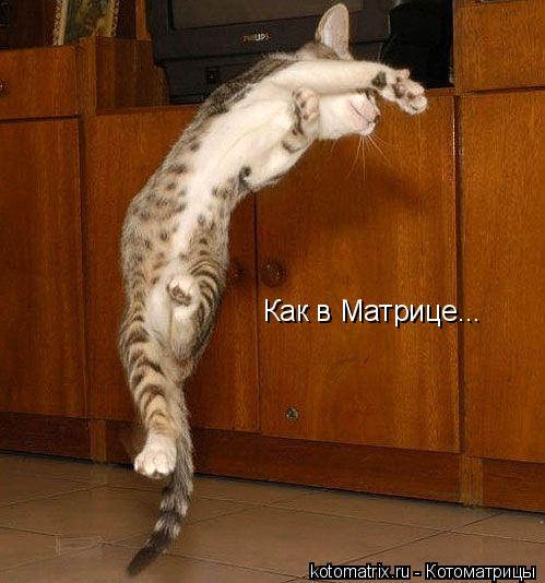 Котоматрица: Как в Матрице...