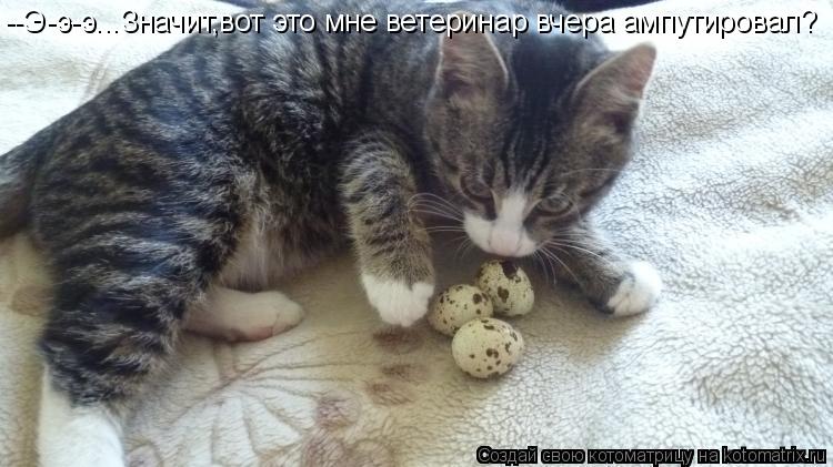Котоматрица: --Э-э-э...Значит,вот это мне ветеринар вчера ампутировал?