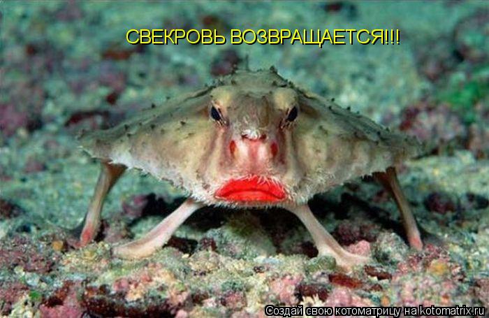 Котоматрица: СВЕКРОВЬ ВОЗВРАЩАЕТСЯ!!!