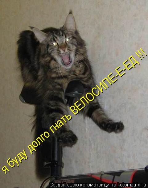 Котоматрица: я буду долго гнать ВЕЛОСИПЕ-Е-ЕД !!!