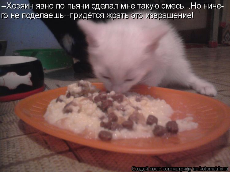 Котоматрица: --Хозяин явно по пьяни сделал мне такую смесь...Но ниче- го не поделаешь--придётся жрать это извращение!