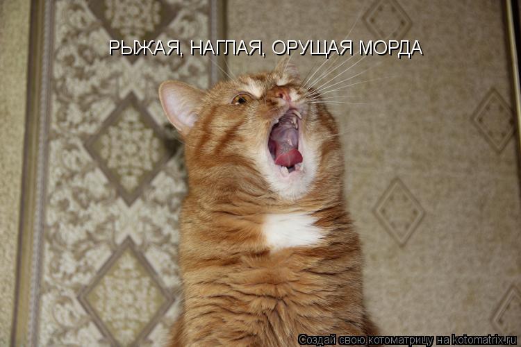 Котоматрица: РЫЖАЯ, НАГЛАЯ, ОРУЩАЯ МОРДА