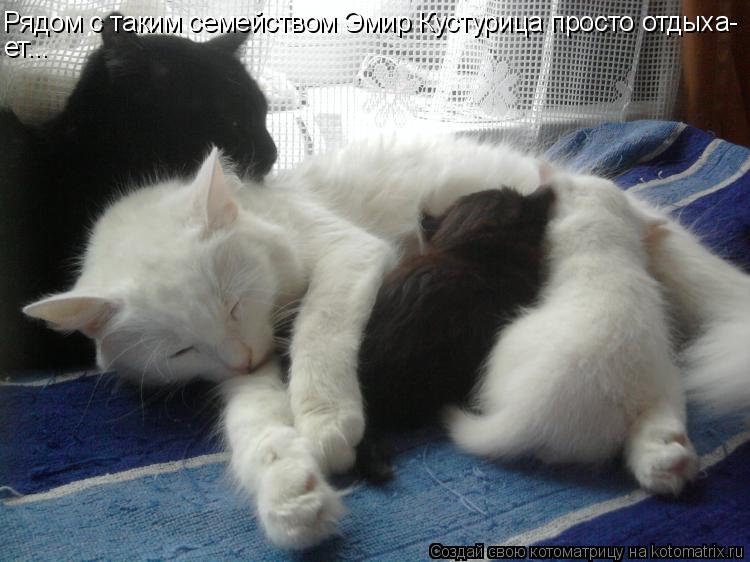Котоматрица: Рядом с таким семейством Эмир Кустурица просто отдыха- ет...