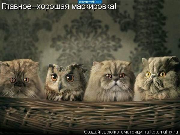 Котоматрица: Главное--хорошая маскировка!