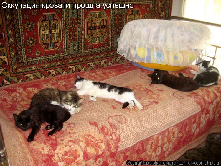 Котоматрица: Оккупация кровати прошла успешно