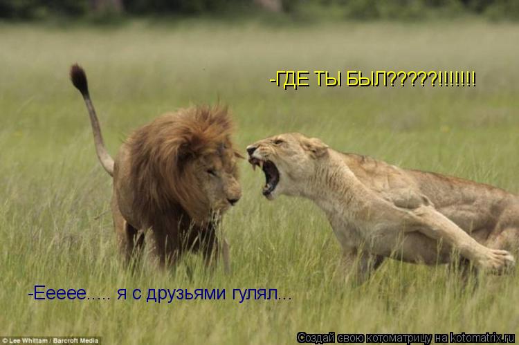 Котоматрица: -ГДЕ ТЫ БЫЛ?????!!!!!!! -Еееее..... я с друзьями гулял...