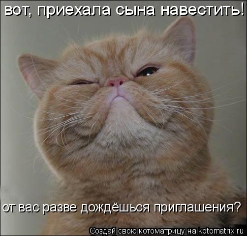 Котоматрица: вот, приехала сына навестить! от вас разве дождёшься приглашения?