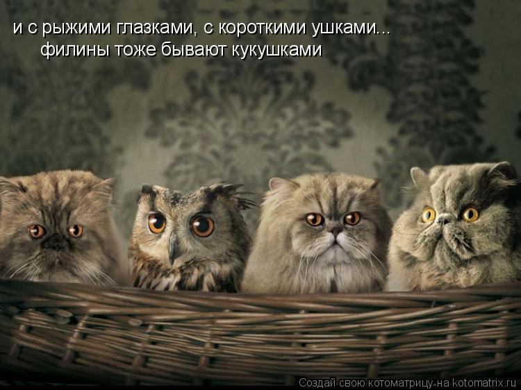 и с рыжими глазками, с короткими ушками... филины тоже бывают кукушками... Котоматрица: и с рыжими глазками, с короткими ушками... филины тоже бывают кукушками