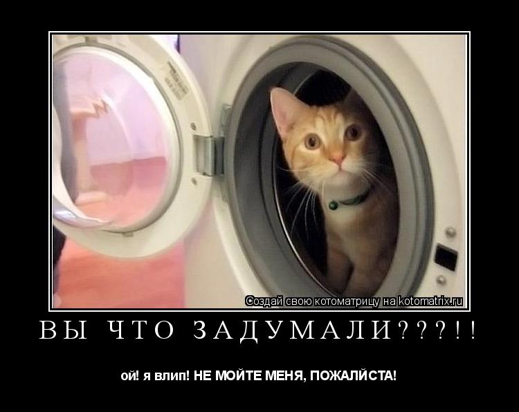 Котоматрица: вы что задумали???!! ой! я влип! НЕ МОЙТЕ МЕНЯ, ПОЖАЛЙСТА!