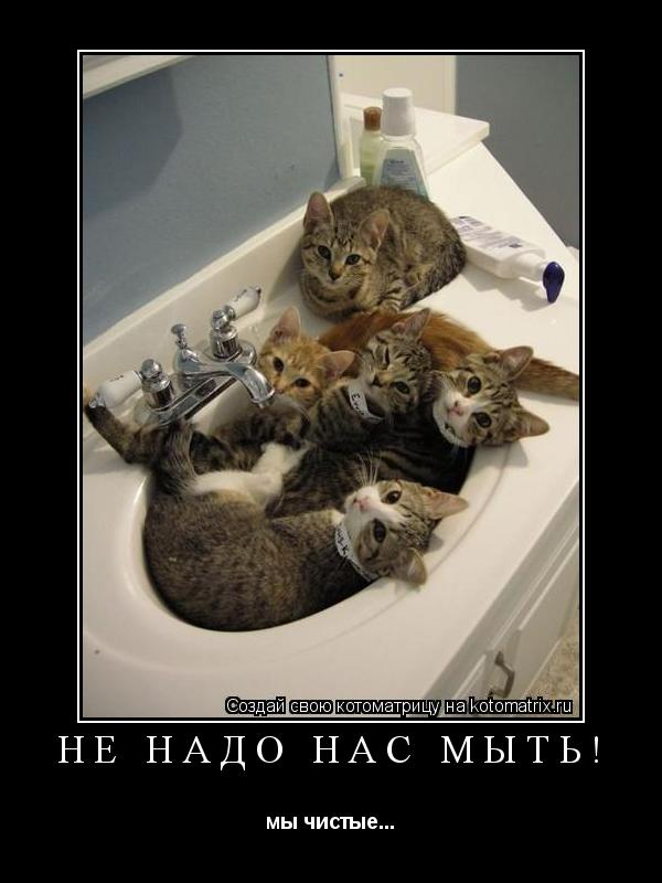 Котоматрица: НЕ НАДО НАС МЫТЬ! мы чистые...