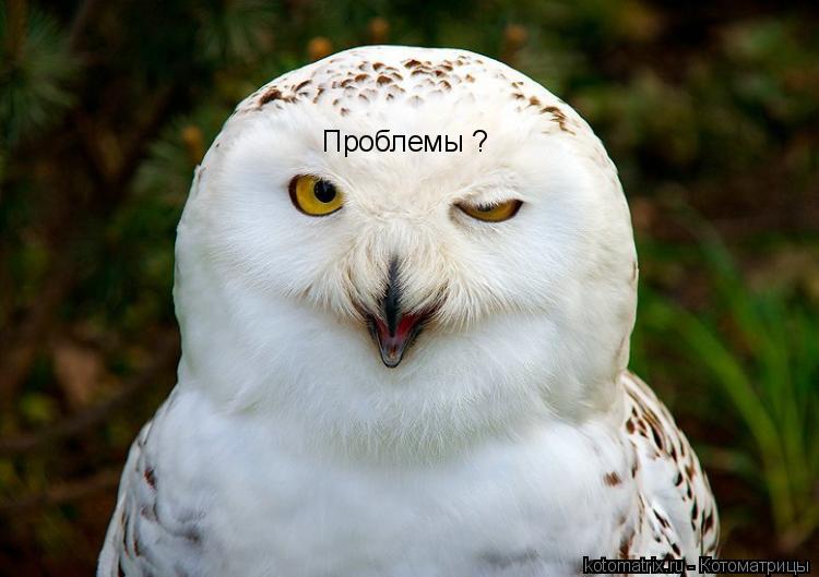 Котоматрица: Проблемы ?